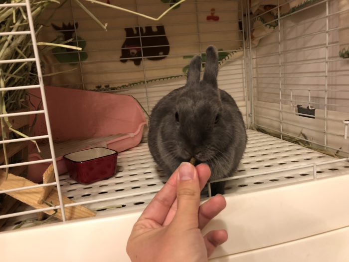 Kaninen Kokoro blir matad
