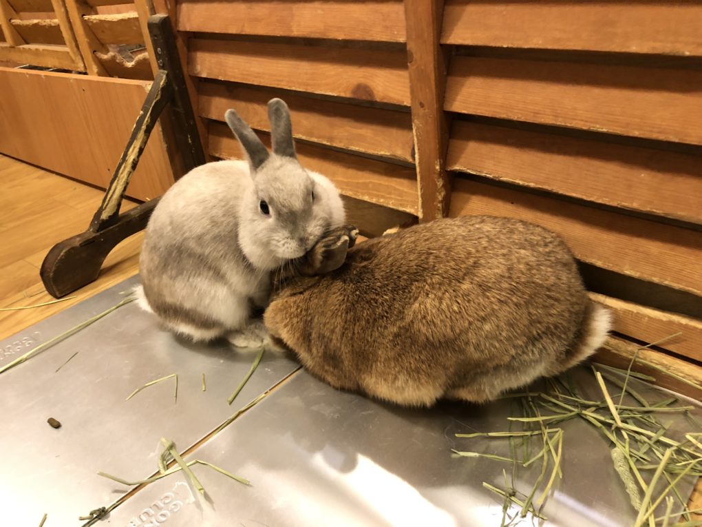 Kaninerna Spica och Chami leker